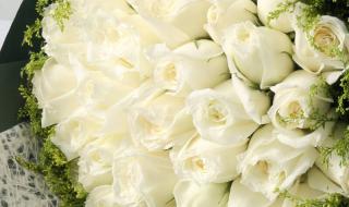 白玫瑰适合送什么人 女朋友生日送白玫瑰合适吗